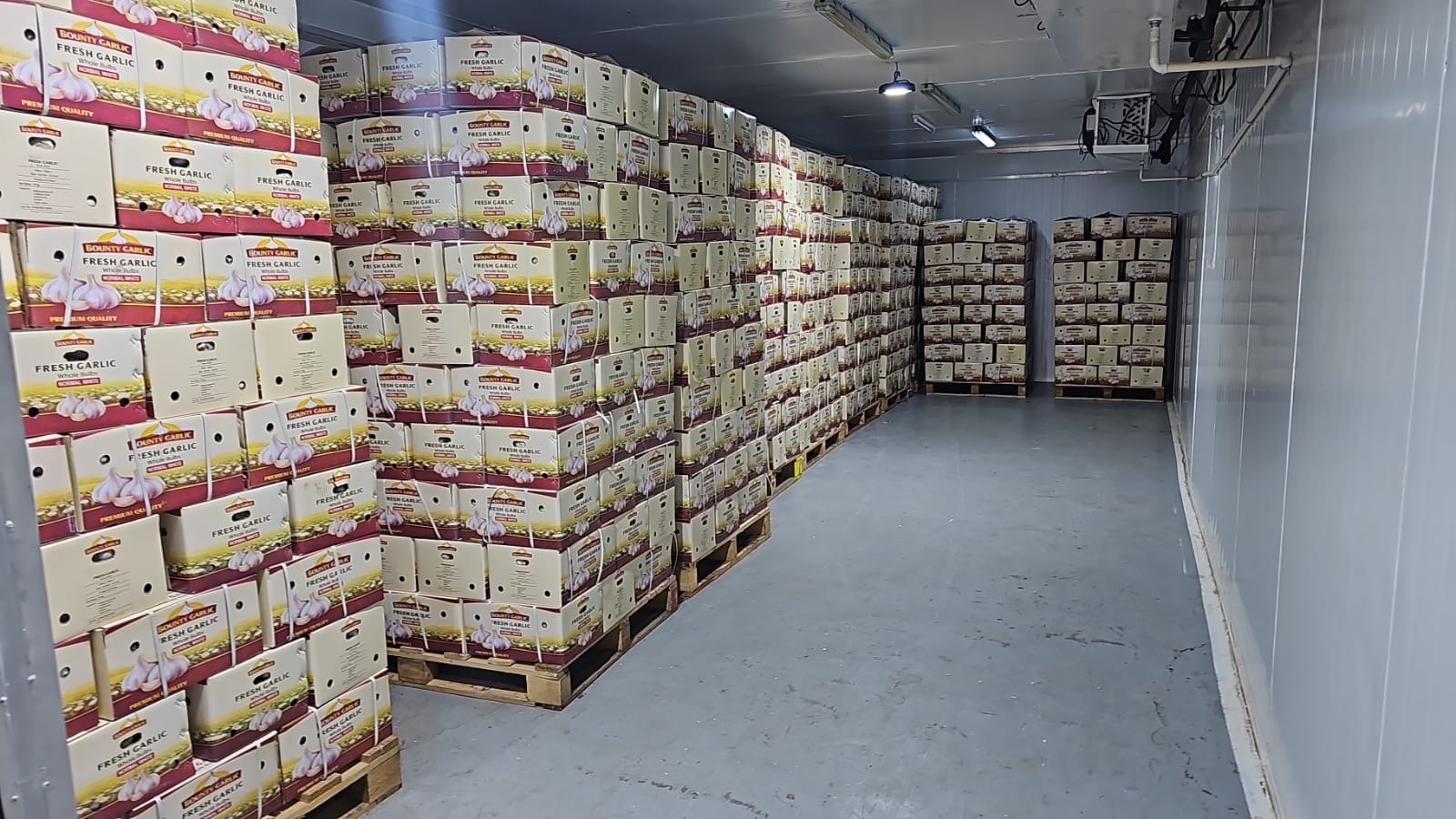 Bounty Garlic cartons, palletised